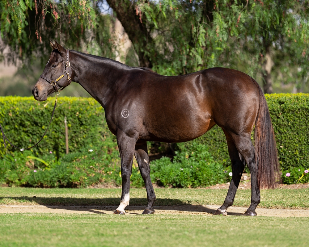 Amelita (AUS) - Image 1