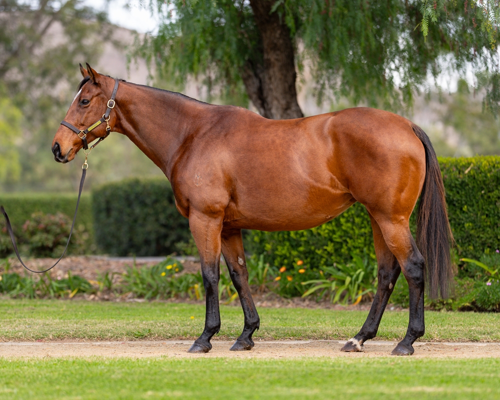 Quantum Mechanic (AUS) - Image 1