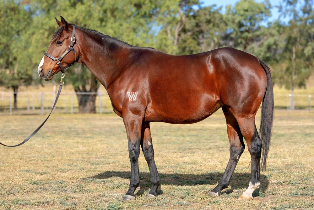 Miss Monopoly (AUS) - Image 1
