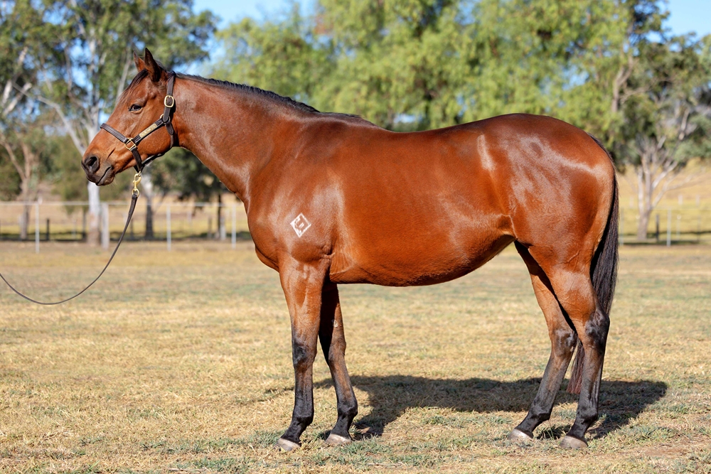 Miss Passion (AUS) - Image 1