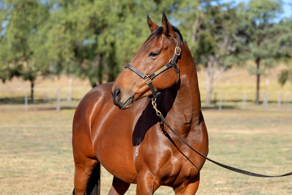 Miss Passion (AUS) - Image 2