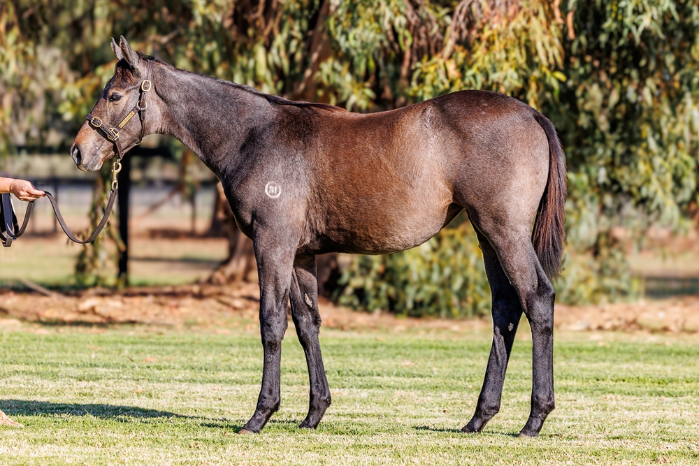 Tagaloa (AUS) / Lady Magic (AUS) 2025 Filly - Image 1
