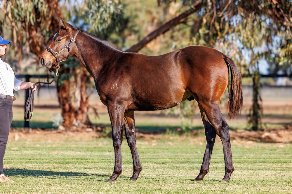 Cosmic Force (AUS) / Volante (AUS) 2025 Colt - Image 1