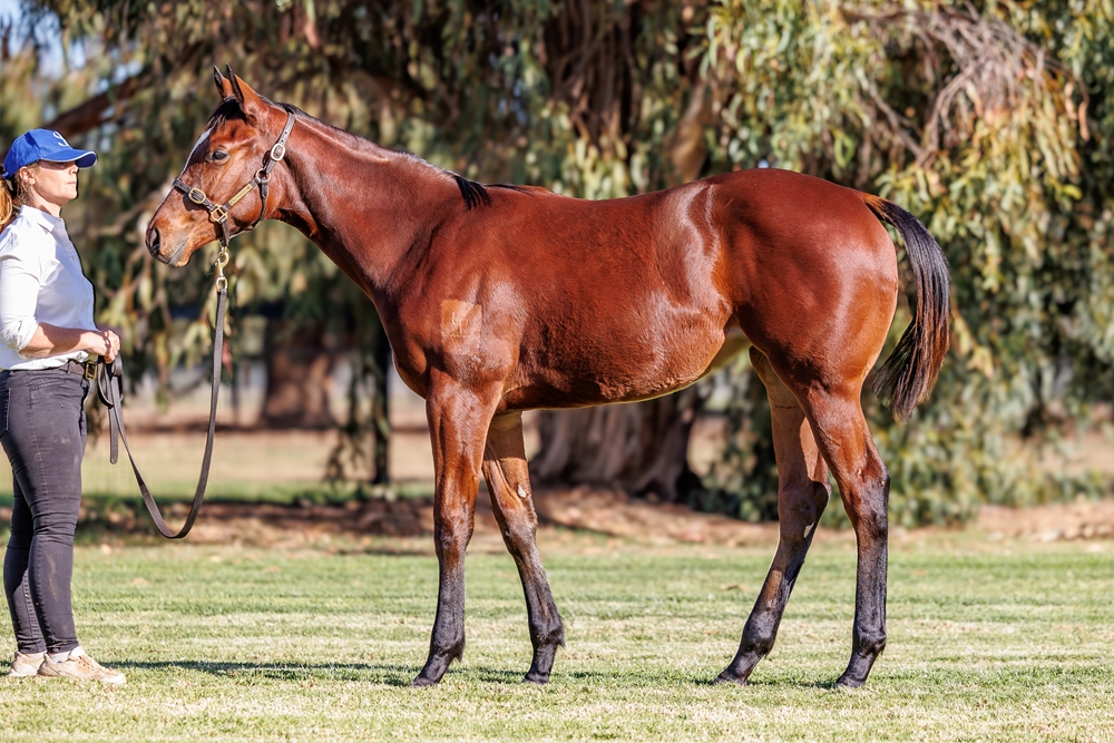 Toronado (IRE) / Aspect Ratio (AUS) 2025 Filly - Image 1