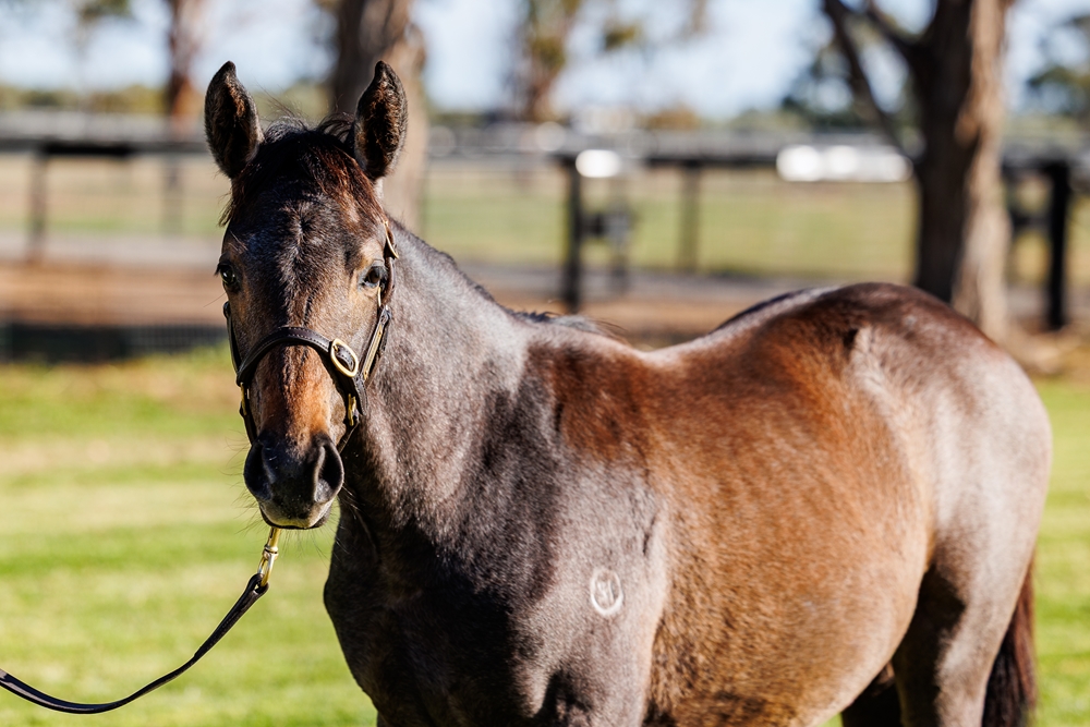 Tagaloa (AUS) / Lady Magic (AUS) 2025 Filly - Image 2