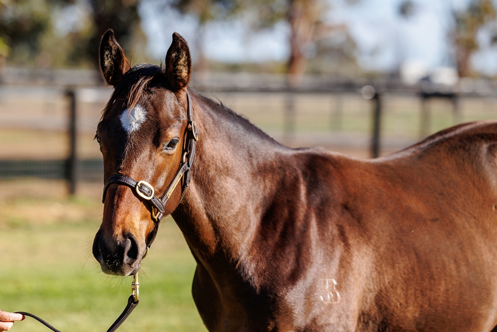 Cosmic Force (AUS) / Volante (AUS) 2025 Colt - Image 2