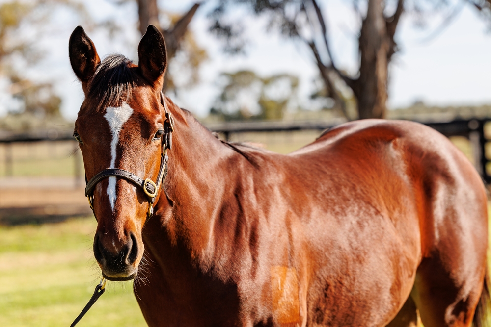 Toronado (IRE) / Aspect Ratio (AUS) 2025 Filly - Image 2
