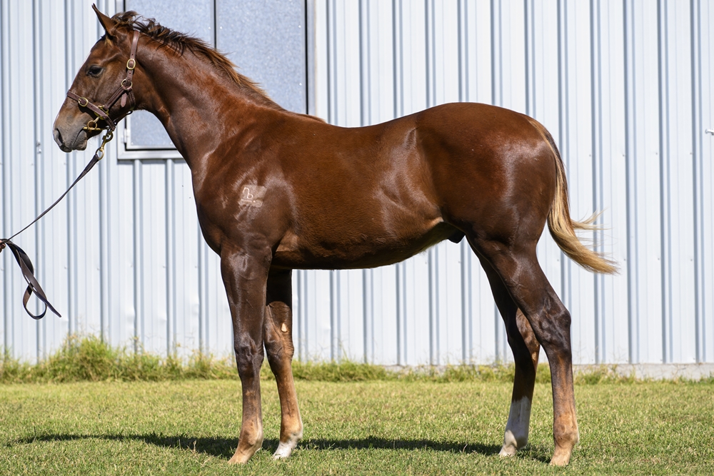 Don Corleone (AUS) / Lomanza (NZ) 2025 Colt - Image 1