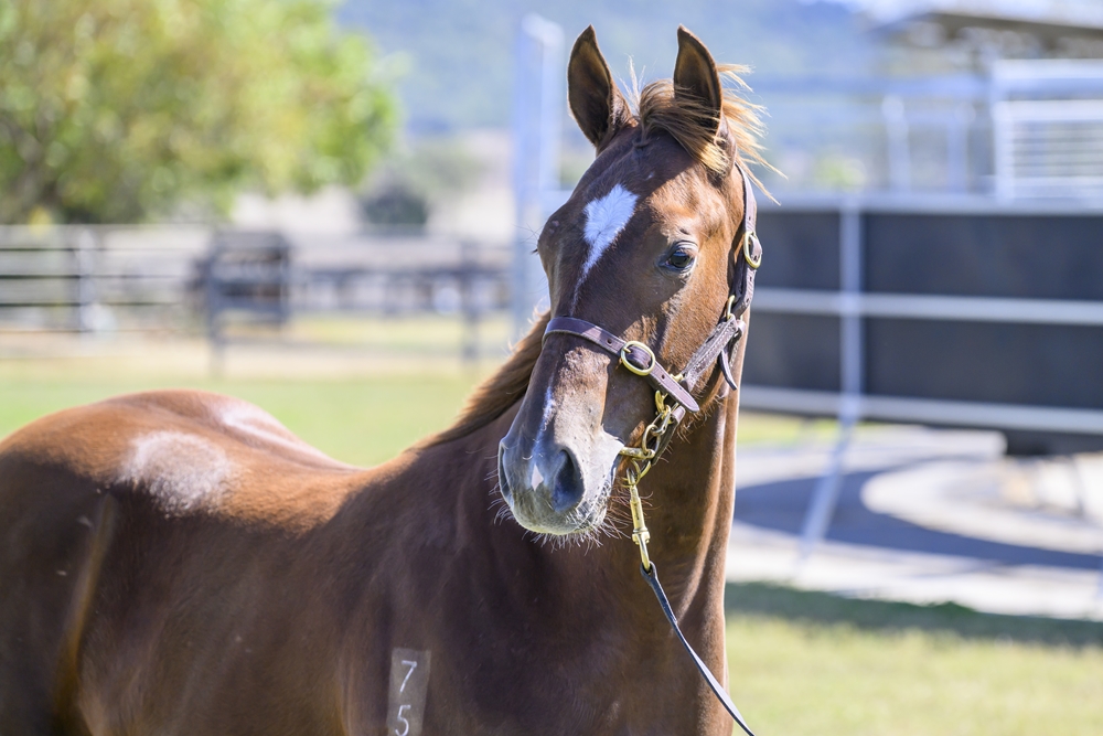 Don Corleone (AUS) / Lomanza (NZ) 2025 Colt - Image 2