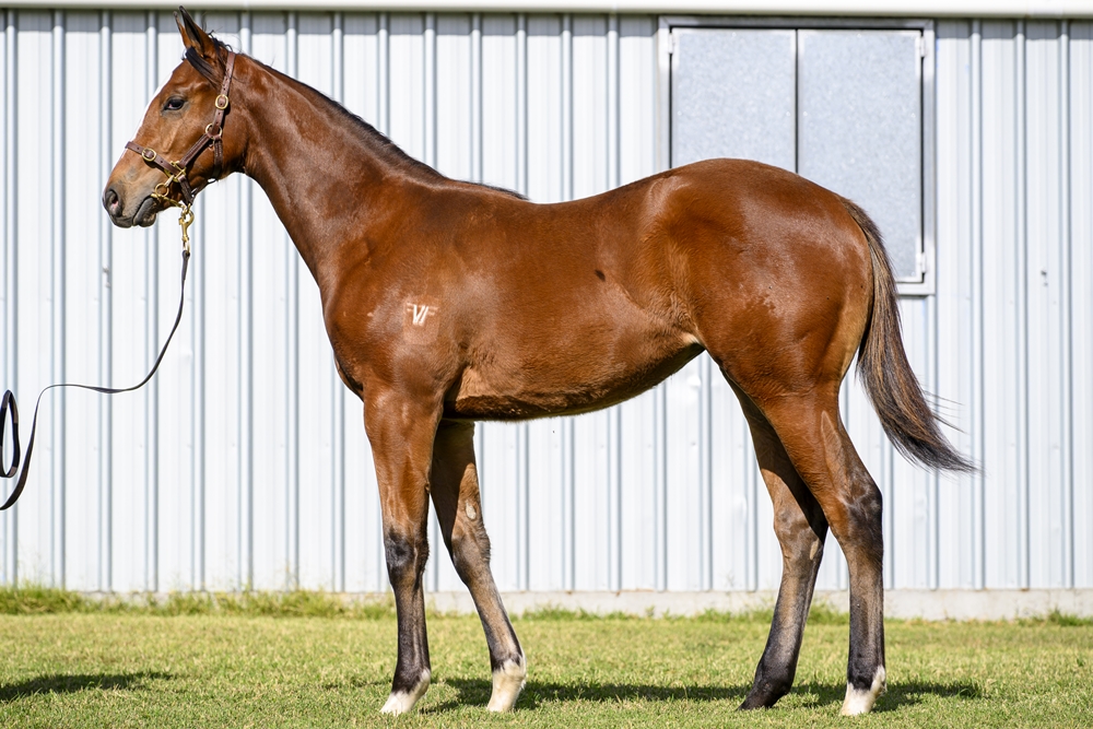 Trapeze Artist (AUS) / On the Record (AUS) 2025 Filly - Image 1