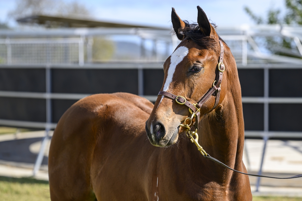 Trapeze Artist (AUS) / On the Record (AUS) 2025 Filly - Image 2