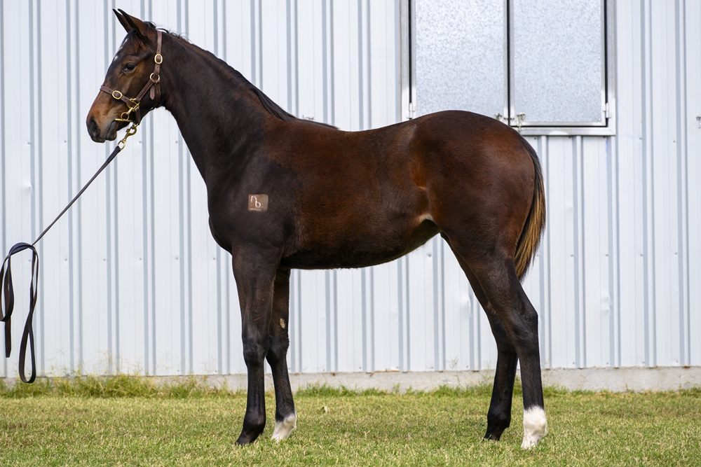 Native Trail (GB) / Pentangili (AUS) 2025 Filly - Image 1