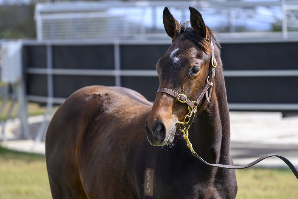 Native Trail (GB) / Pentangili (AUS) 2025 Filly - Image 2