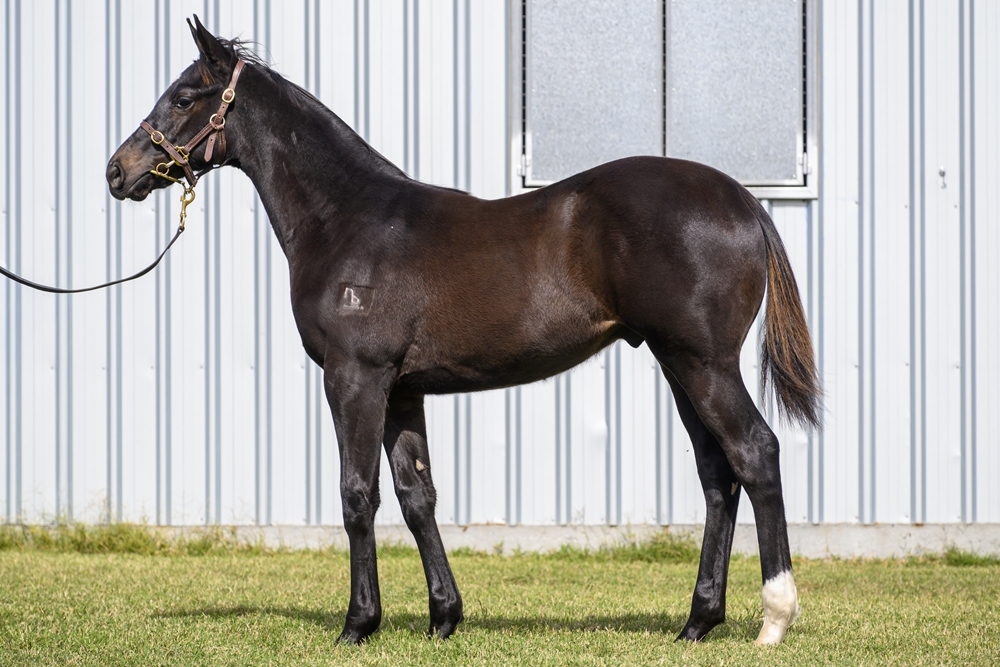 Officiating (USA) / Splash Headline (AUS) 2025 Colt - Image 1