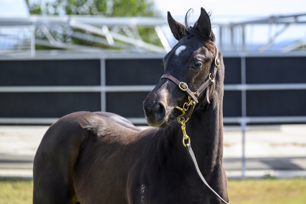 Officiating (USA) / Splash Headline (AUS) 2025 Colt - Image 2
