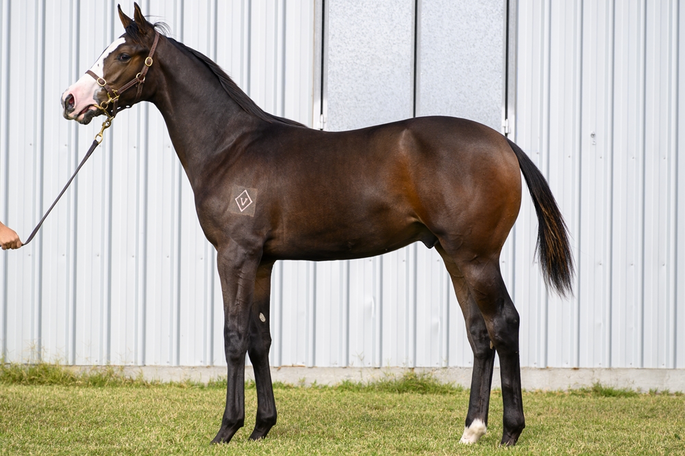 Artorius (AUS) / Vampirina Diamond (AUS) 2025 Colt - Image 1