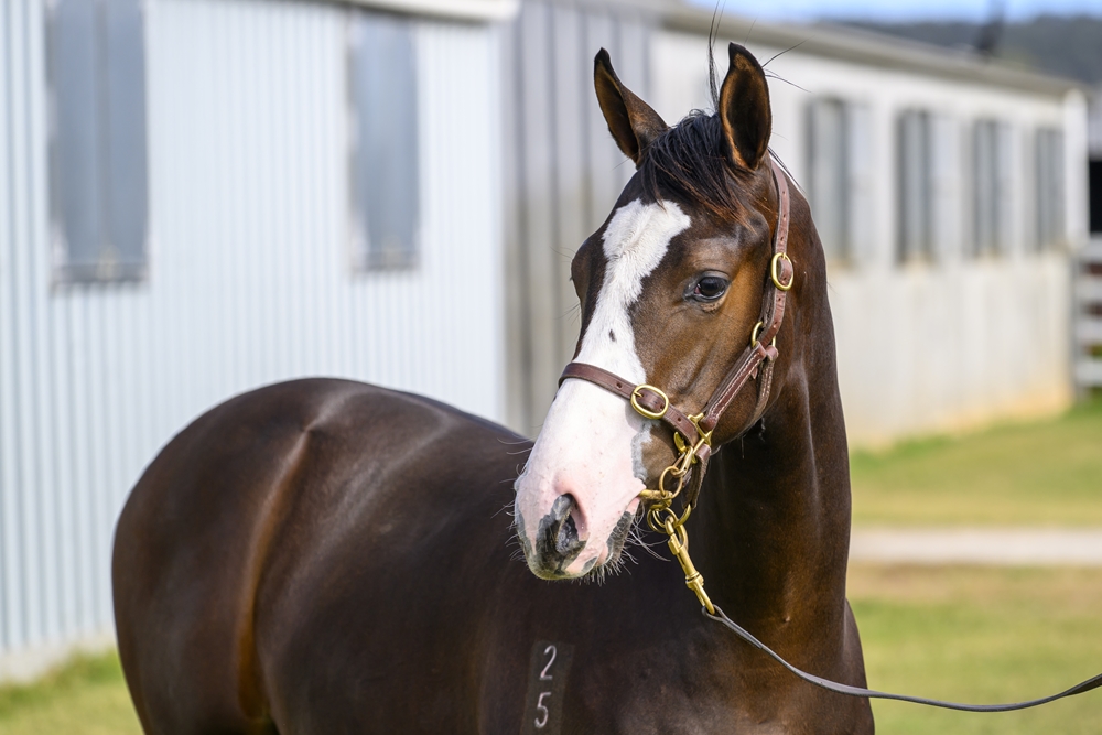 Artorius (AUS) / Vampirina Diamond (AUS) 2025 Colt - Image 2