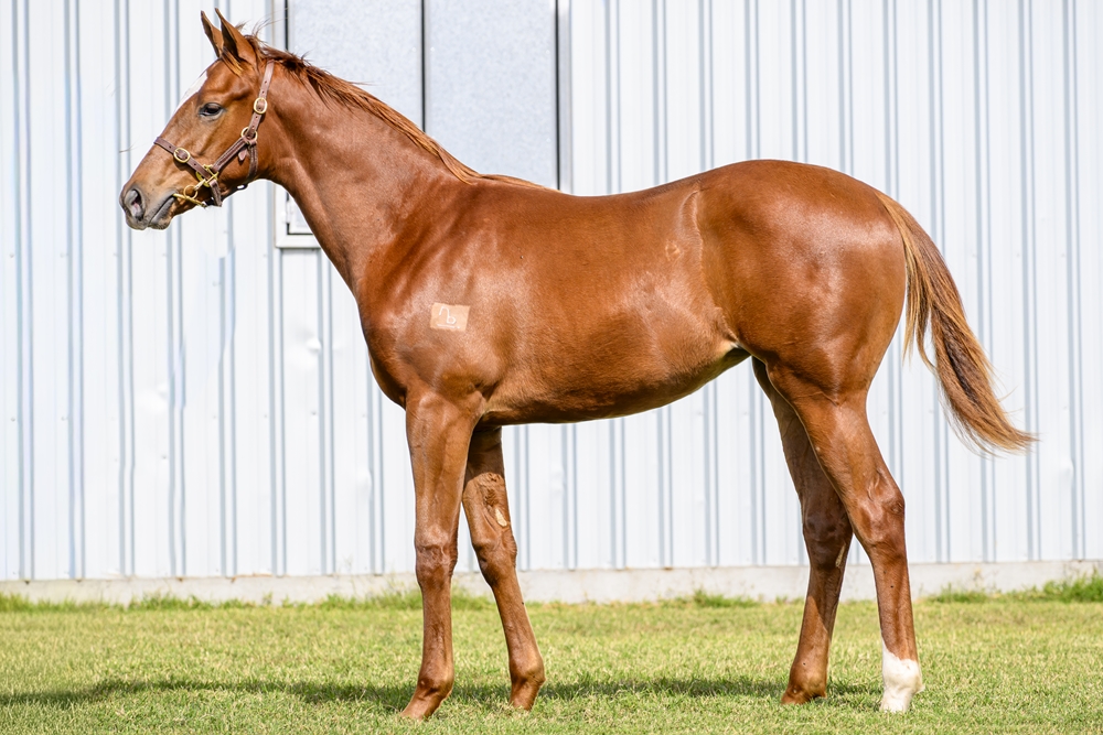 In the Congo (AUS) / Adawiyah (IRE) 2025 Filly - Image 1