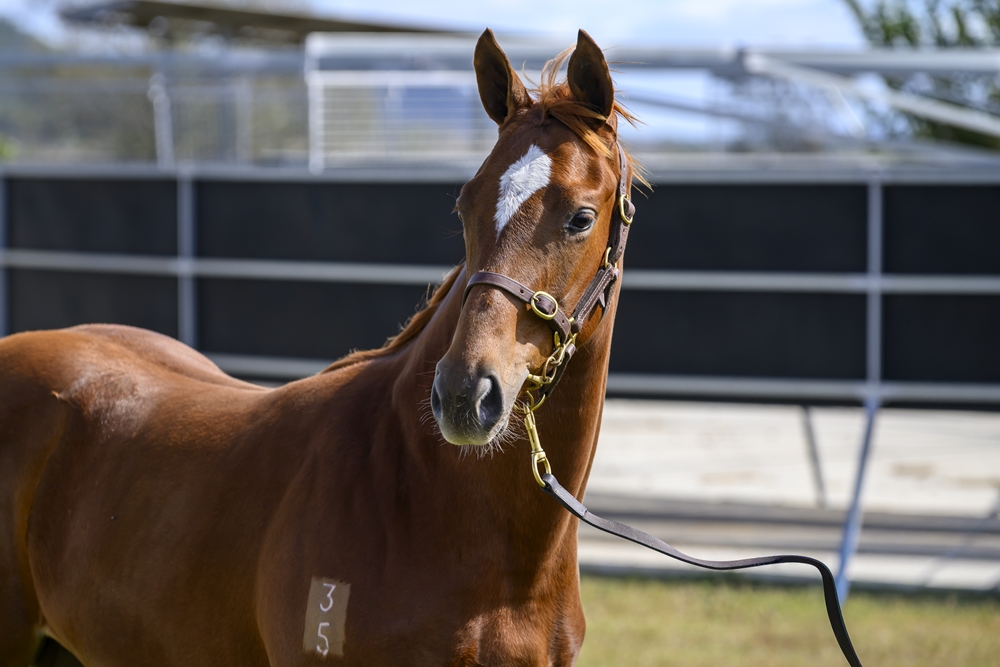 In the Congo (AUS) / Adawiyah (IRE) 2025 Filly - Image 2
