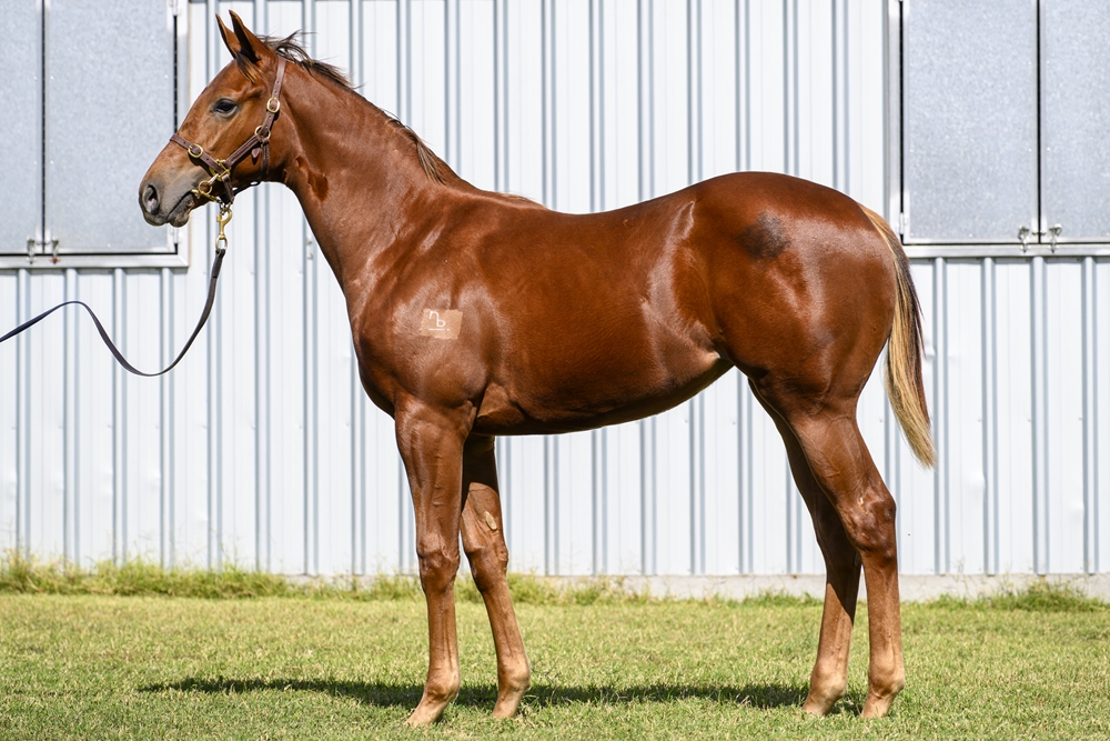 Capitalist (AUS) / Dubai House (AUS) 2025 Filly - Image 1