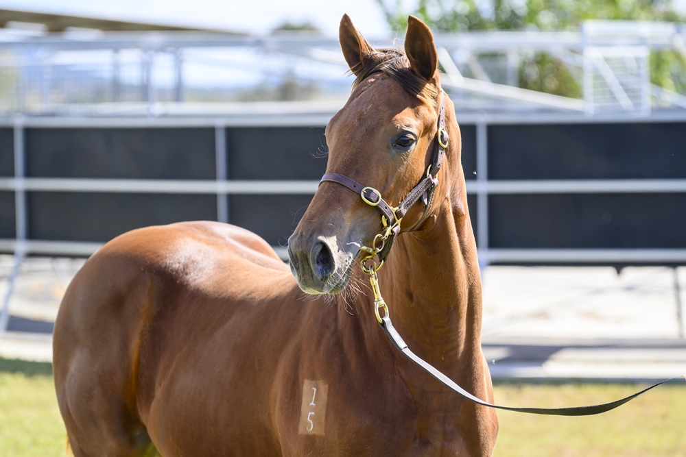Capitalist (AUS) / Dubai House (AUS) 2025 Filly - Image 2