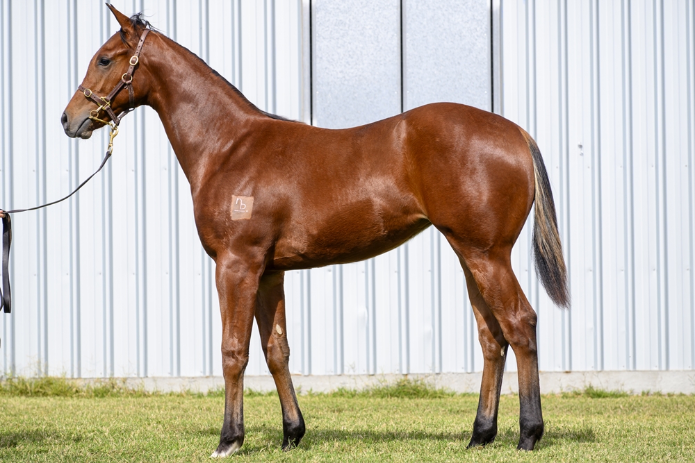 Headwater (AUS) / Hollow Dollar (NZ) 2025 Filly - Image 1