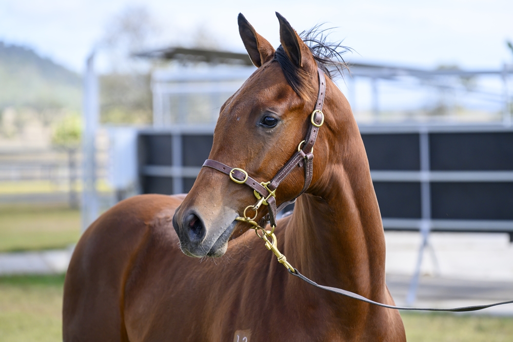 Headwater (AUS) / Hollow Dollar (NZ) 2025 Filly - Image 2