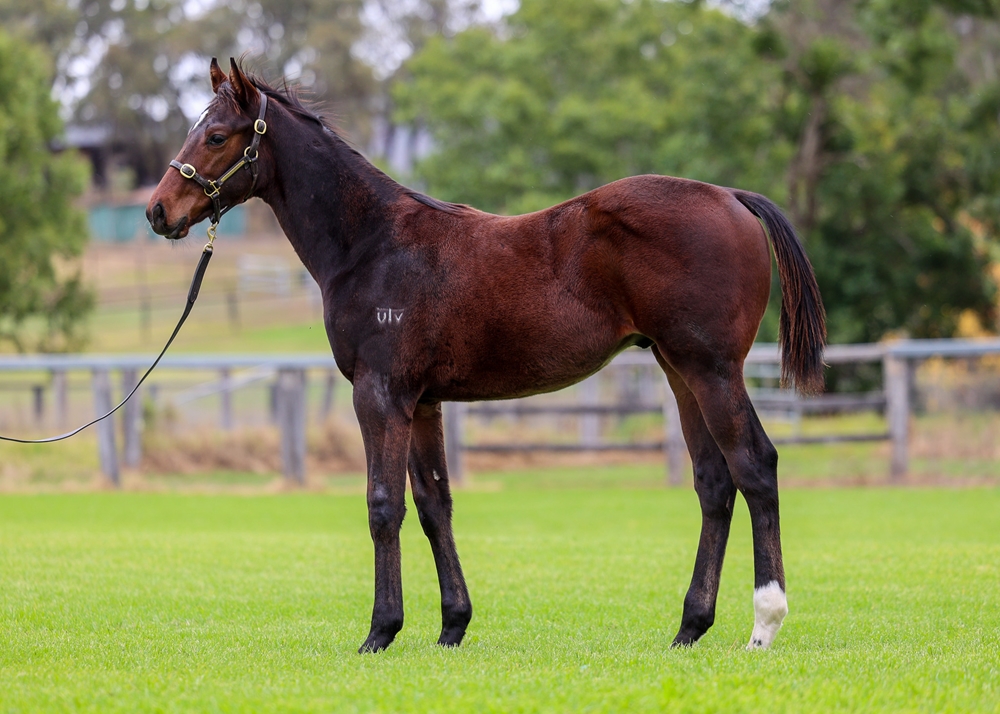 Exceedance (AUS) / Line and Sinker (AUS) 2025 Colt - Image 1
