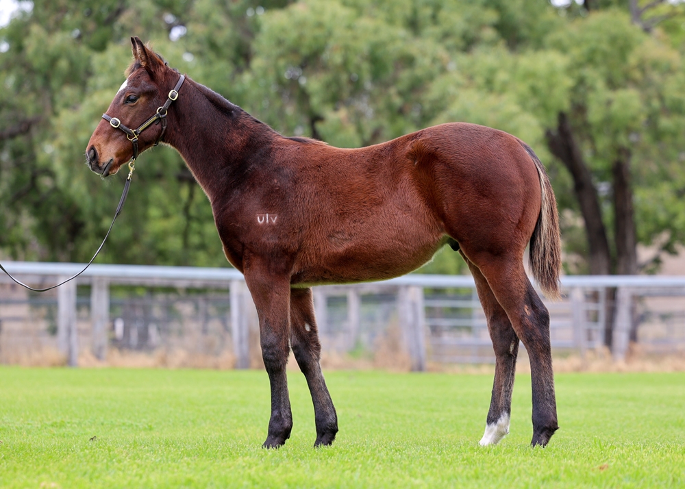 Wild Ruler (AUS) / Parjinka (AUS) 2025 Colt - Image 1