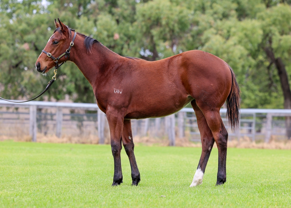 Wild Ruler (AUS) / Sepplime (AUS) 2025 Filly - Image 1