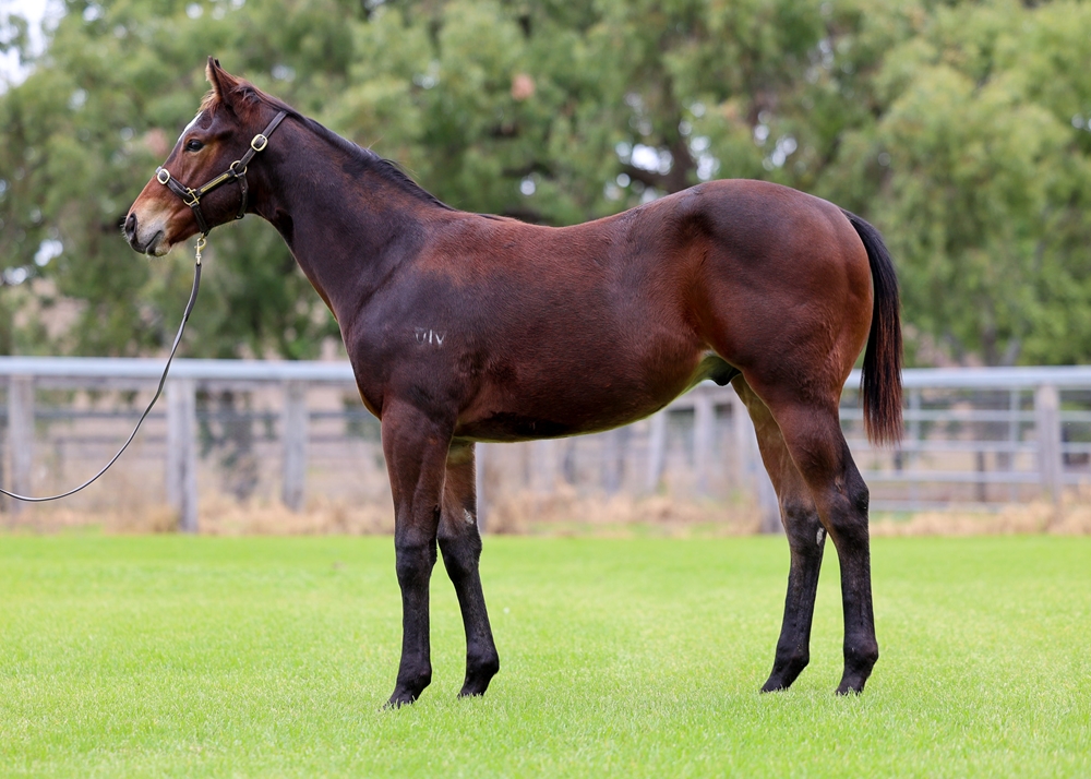 Artorius (AUS) / Shaizar (GB) 2025 Colt - Image 1