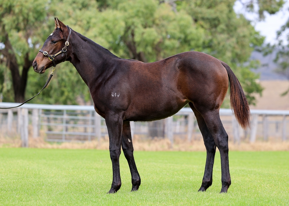 Artorius (AUS) / Golden Fusaichi (AUS) 2025 Filly - Image 1