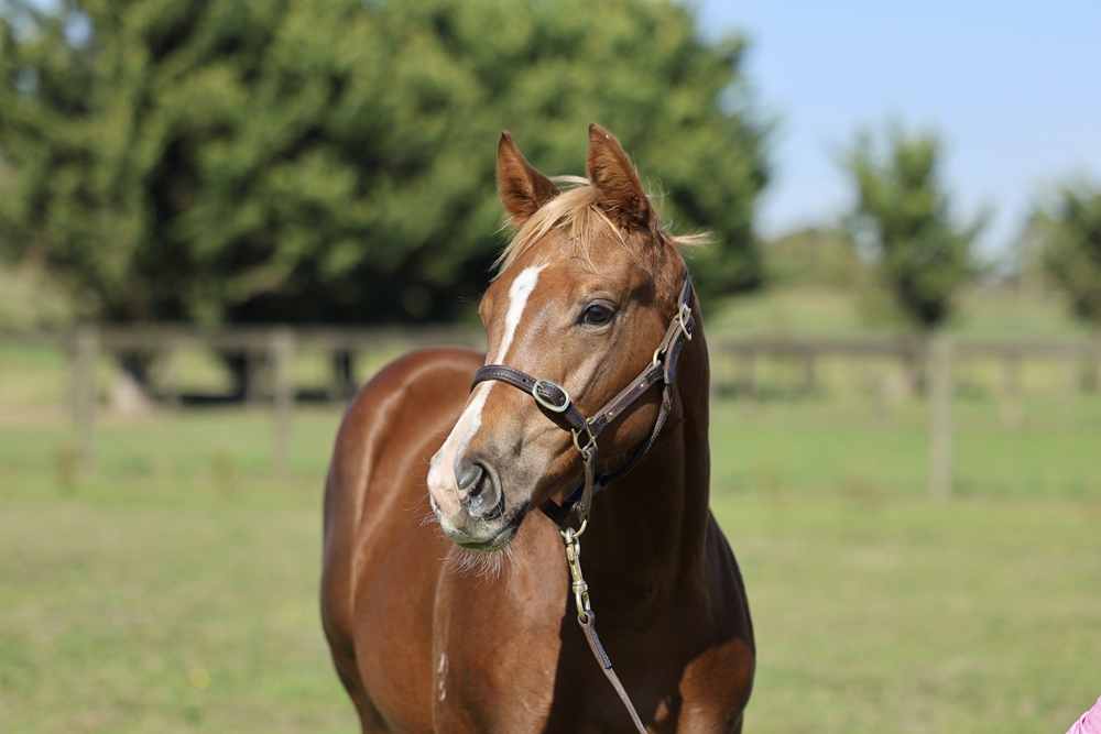 State of Rest (IRE) / Mistress Oz (AUS) 2025 Filly - Image 1
