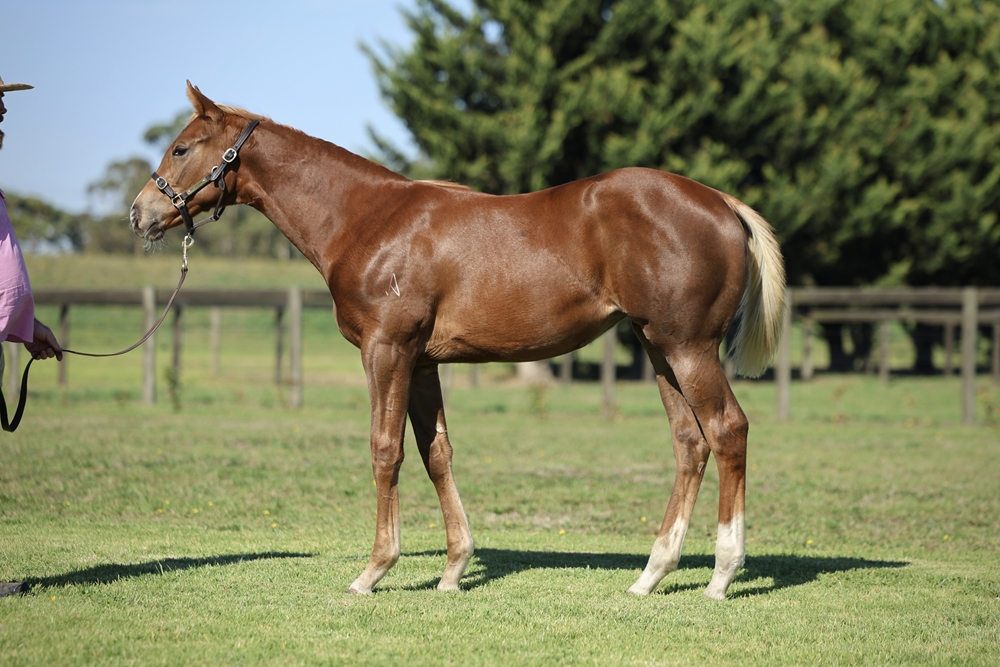 State of Rest (IRE) / Mistress Oz (AUS) 2025 Filly - Image 2