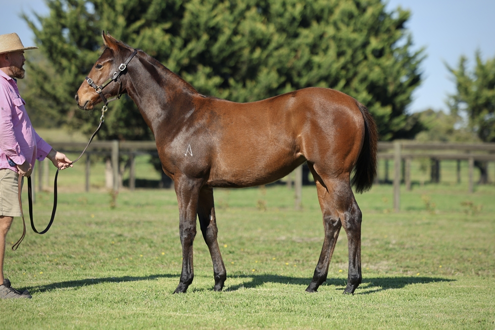 Farnan (AUS) / Ultravox (AUS) 2025 Filly - Image 1