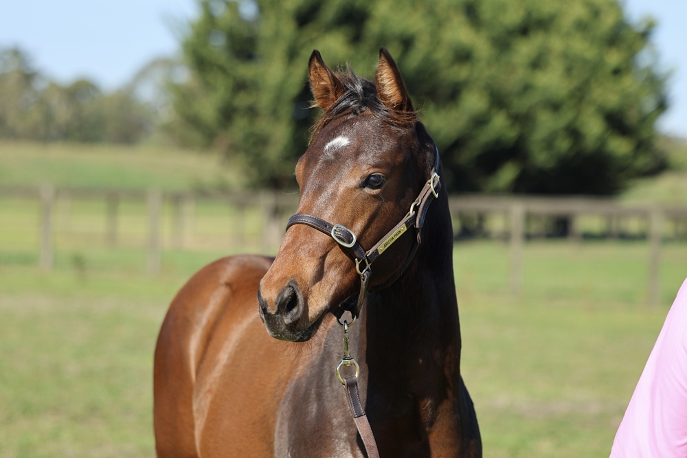 Farnan (AUS) / Ultravox (AUS) 2025 Filly - Image 2