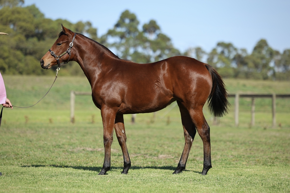 St Mark's Basilica (FR) / Argemone (AUS) 2025 Filly - Image 1