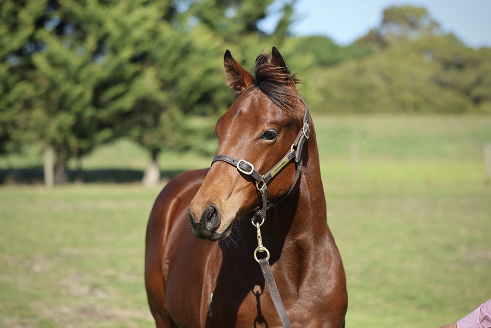 St Mark's Basilica (FR) / Argemone (AUS) 2025 Filly - Image 2