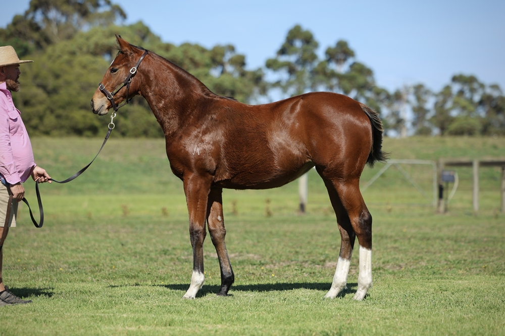 Ozzmosis (AUS) / Hell or Highwater (AUS) 2025 Filly - Image 1