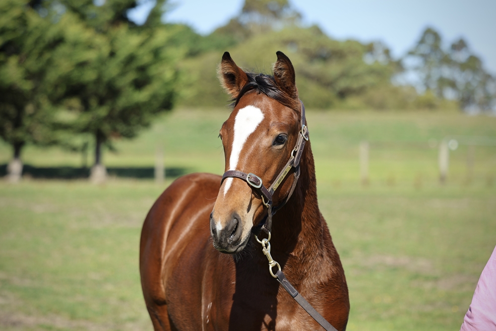 Ozzmosis (AUS) / Hell or Highwater (AUS) 2025 Filly - Image 2