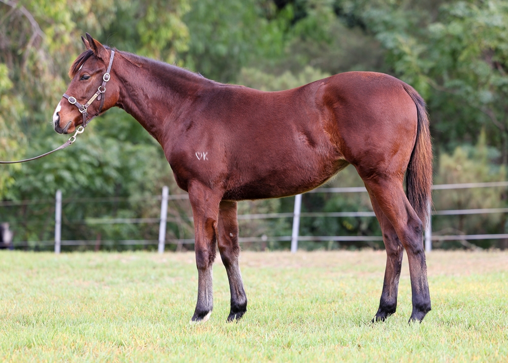 So You Think (NZ) / Lindisfarne (USA) 2025 Filly - Image 1