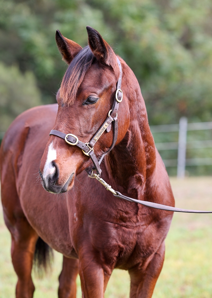 So You Think (NZ) / Lindisfarne (USA) 2025 Filly - Image 2