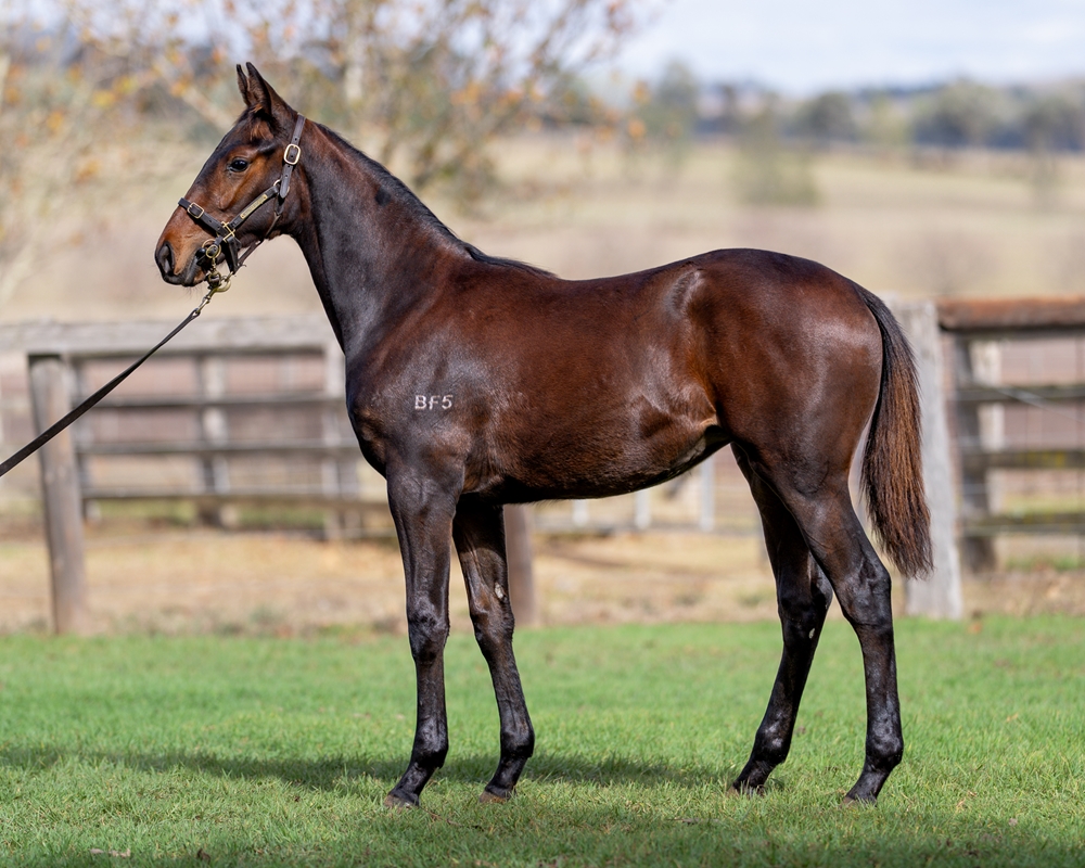 Victor Ludorum (GB) / Winta Chiller (AUS) 2025 Filly - Image 1
