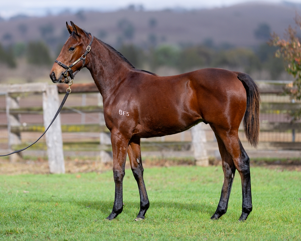 Capitalist (AUS) / Acadiens (AUS) 2025 Colt - Image 1