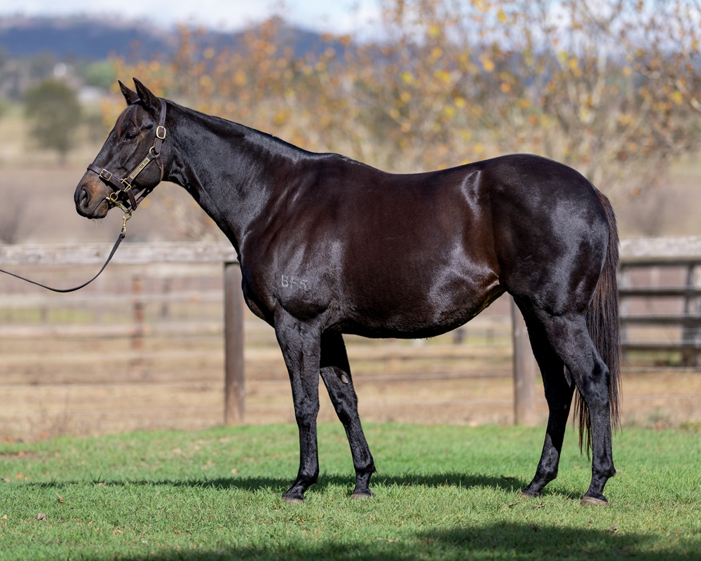 Wild Mercy (AUS) - Image 1