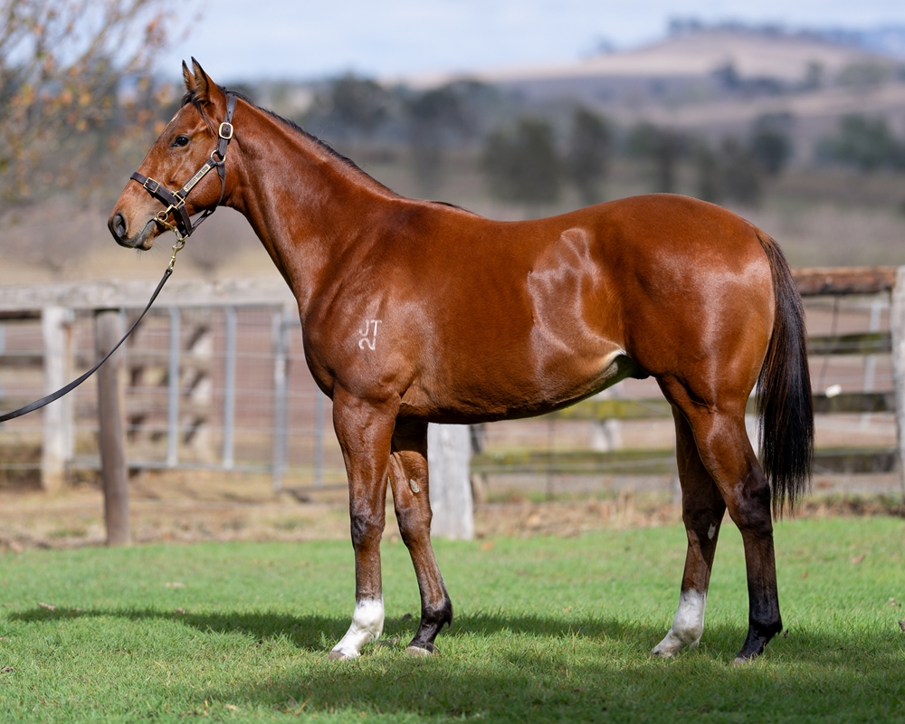 Churchill (IRE) / Latin Spirit (AUS) 2024 Colt - Image 1