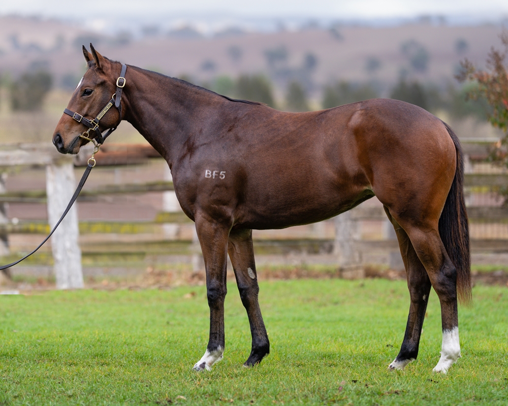 Zousain (AUS) / Leopard Skin (AUS) 2024 Filly - Image 1