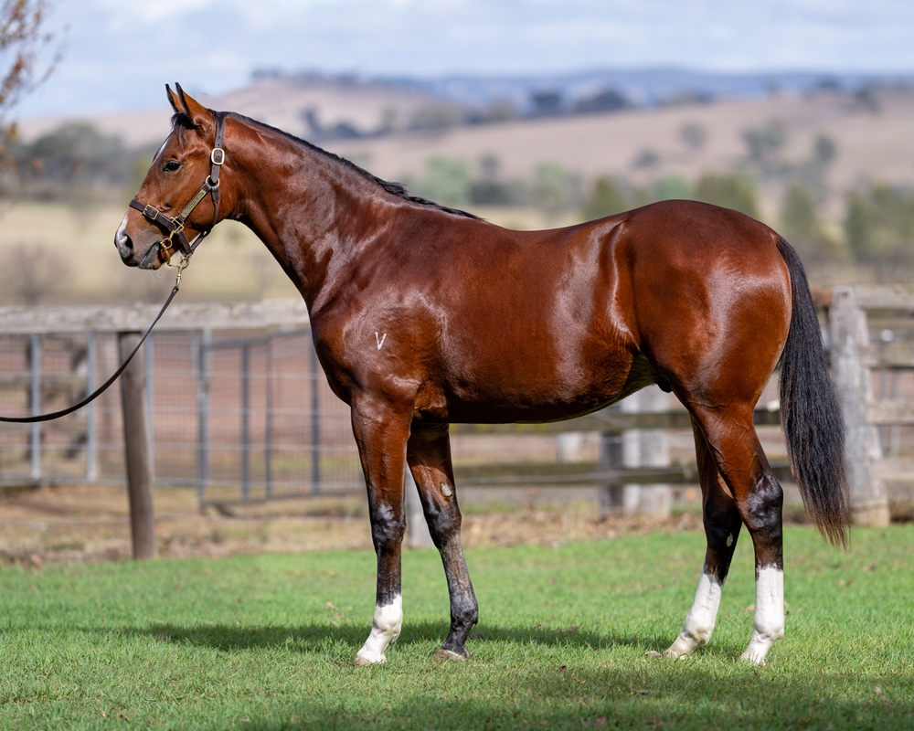 Headwater (AUS) / Tales of Lilakyn (AUS) 2024 Colt - Image 1