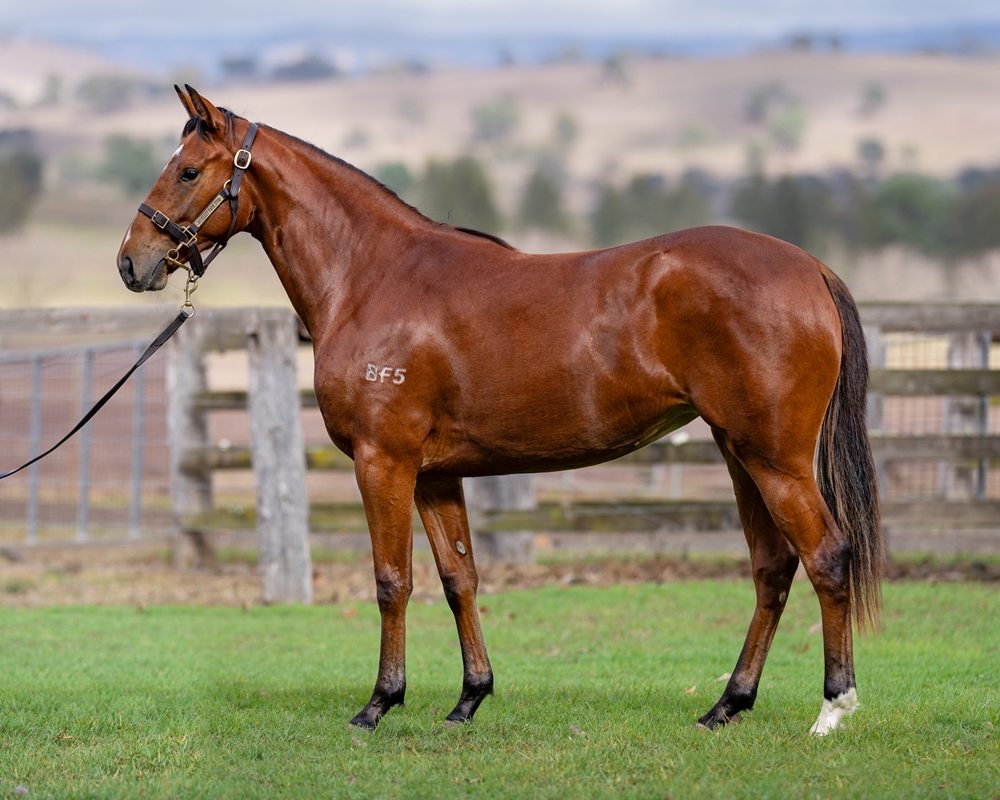 Victor Ludorum (GB) / Two Hearts (AUS) 2024 Filly - Image 1