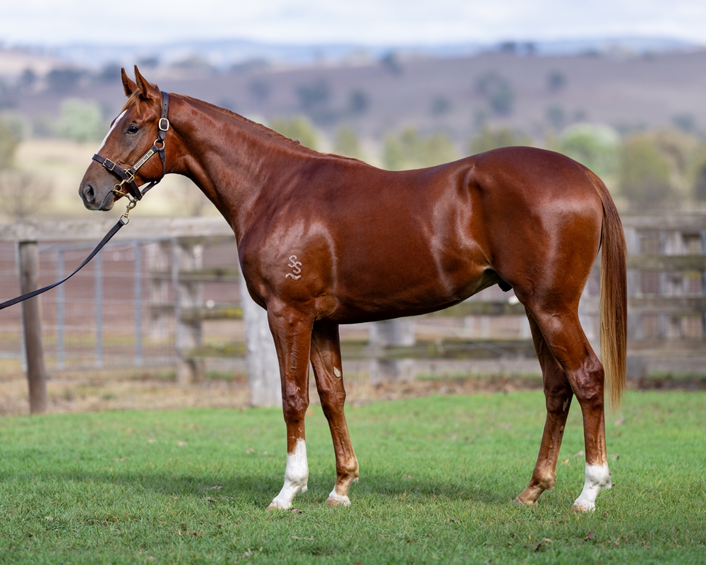 Russian Revolution (AUS) / Bienville Street (USA) 2024 Colt - Image 1